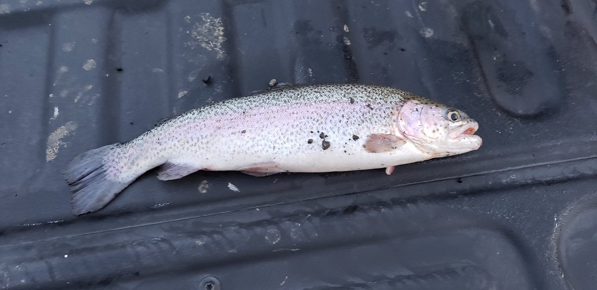 Dan's Oregon Fishing tweet media