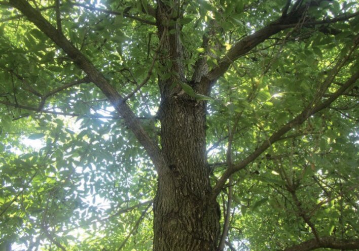 frome_maude's tweet photo. The #Celtic tree month of Ash runs from 18 Feb to 17 March. It is one of 3 trees sacred to the druids (ash, oak & thorn), & is used for magic & prophecy. In Norse tradition the Ash is Yggdrasil, the World Tree, from which Odin received the wisdom of the runes. #FolkloreThursday https://t.co/fIigQW1oq1