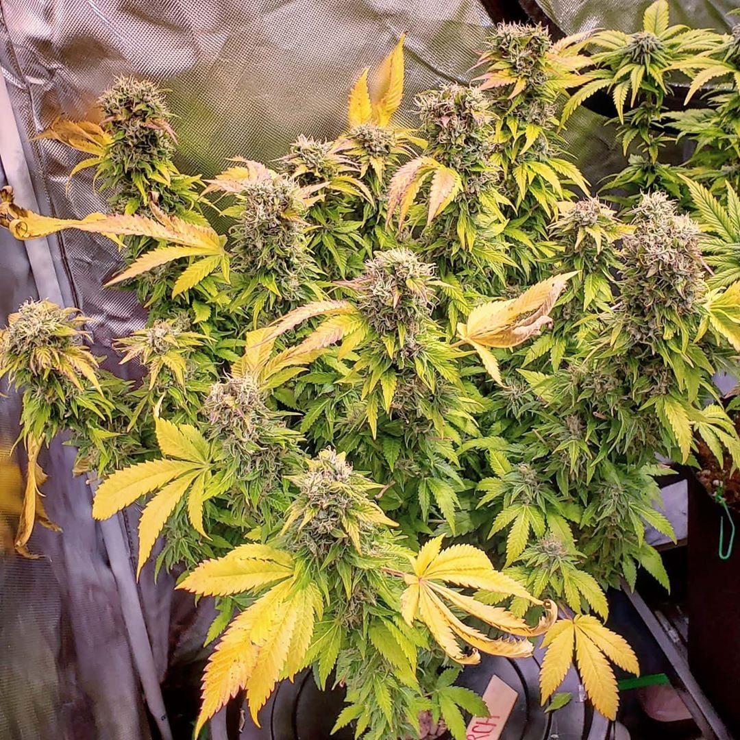 EcoFarmOfficia1's tweet image. Grow Under Eco Farm 200W LED Quantum Board. Look at this beauty!
bit.ly/334jdVN
#quantumboards #quantumboardsled #ledgrowlightsreview #ledgrowlights420 #marijuanagrowers #marijuana #growyourown #weedfarm #weedseeds
