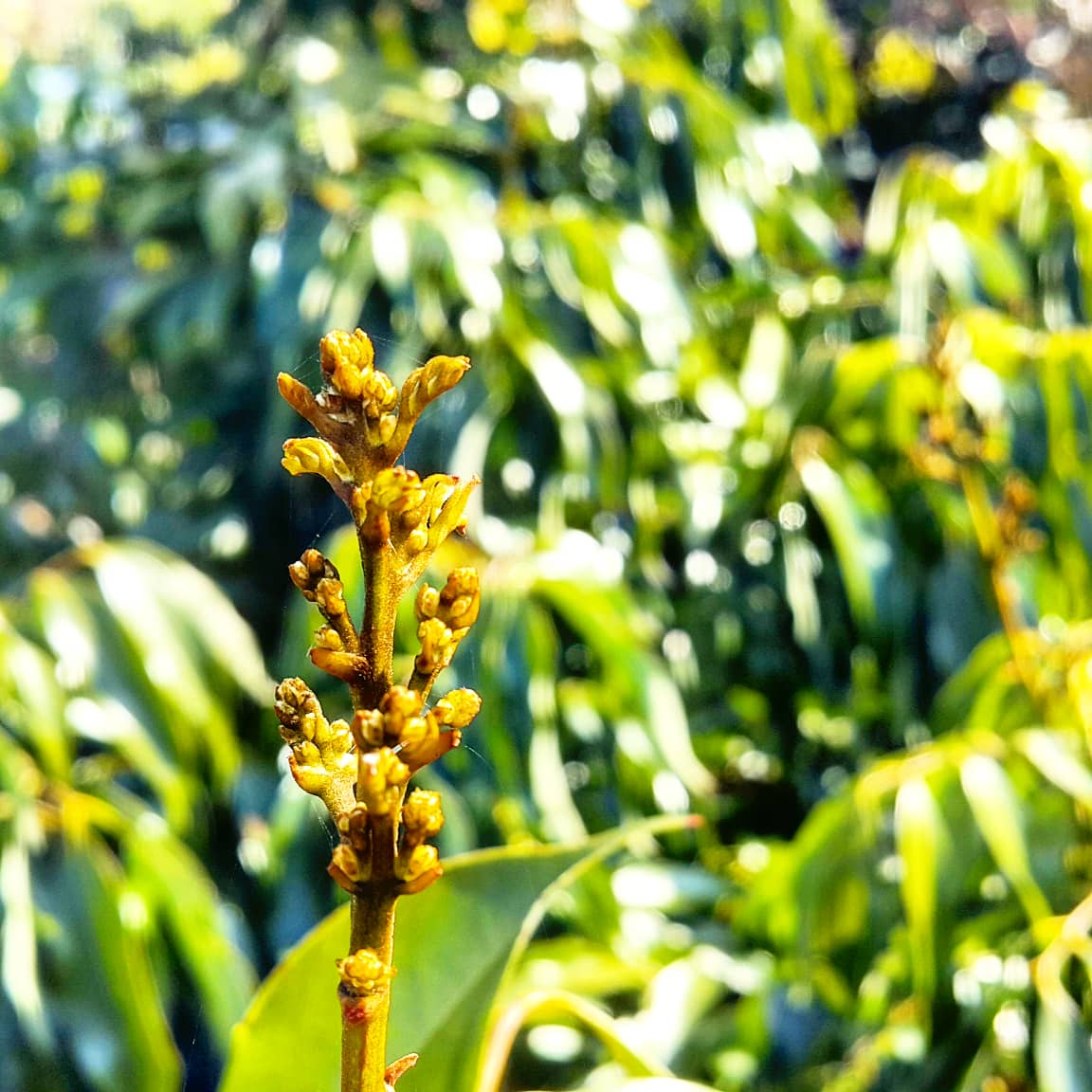 🌿🌿🌿🌴lychee buds / liçi tomurcukları.

#liçi #lychee #lychees #lici #drtropic #tropikalmeyve #tropicalfruits #vegan #raw #meyve #lezzet #gurme #sunum #fruit #antalya #egzotikmeyve #taze #fresh #fit #yemek #leziz #healtyfood #goodfood #nefis #enfes #lovefood #antalya