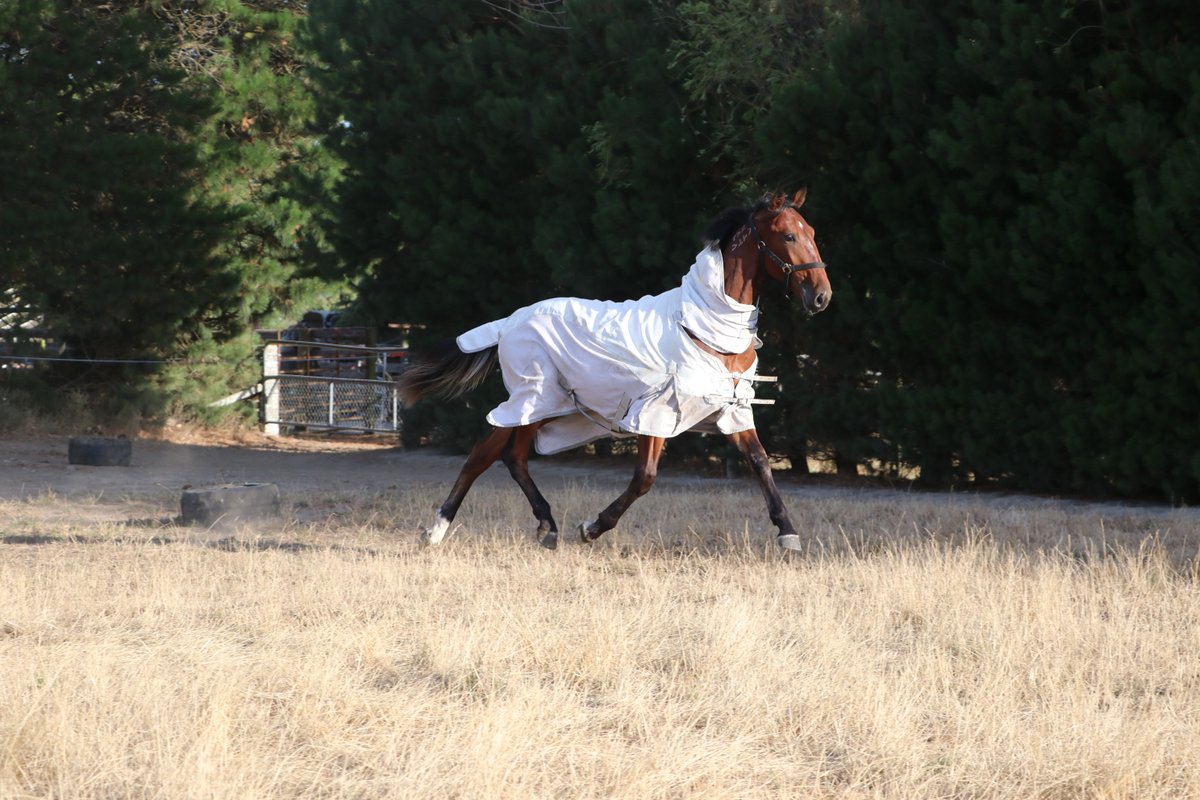 MidfrewFarm's tweet photo. Midfrew Laguna Bay, the first foal out of Grp1 Winner Luisanabelle, stretching his legs after getting home from 
@nzbstandardbred Parade Day. 

He'll be back on the float in the morning &amp; available for viewing again from 8am. 

Check out his pedigree here https://t.co/ewkNQILIVA https://t.co/lbBiA2ItnH