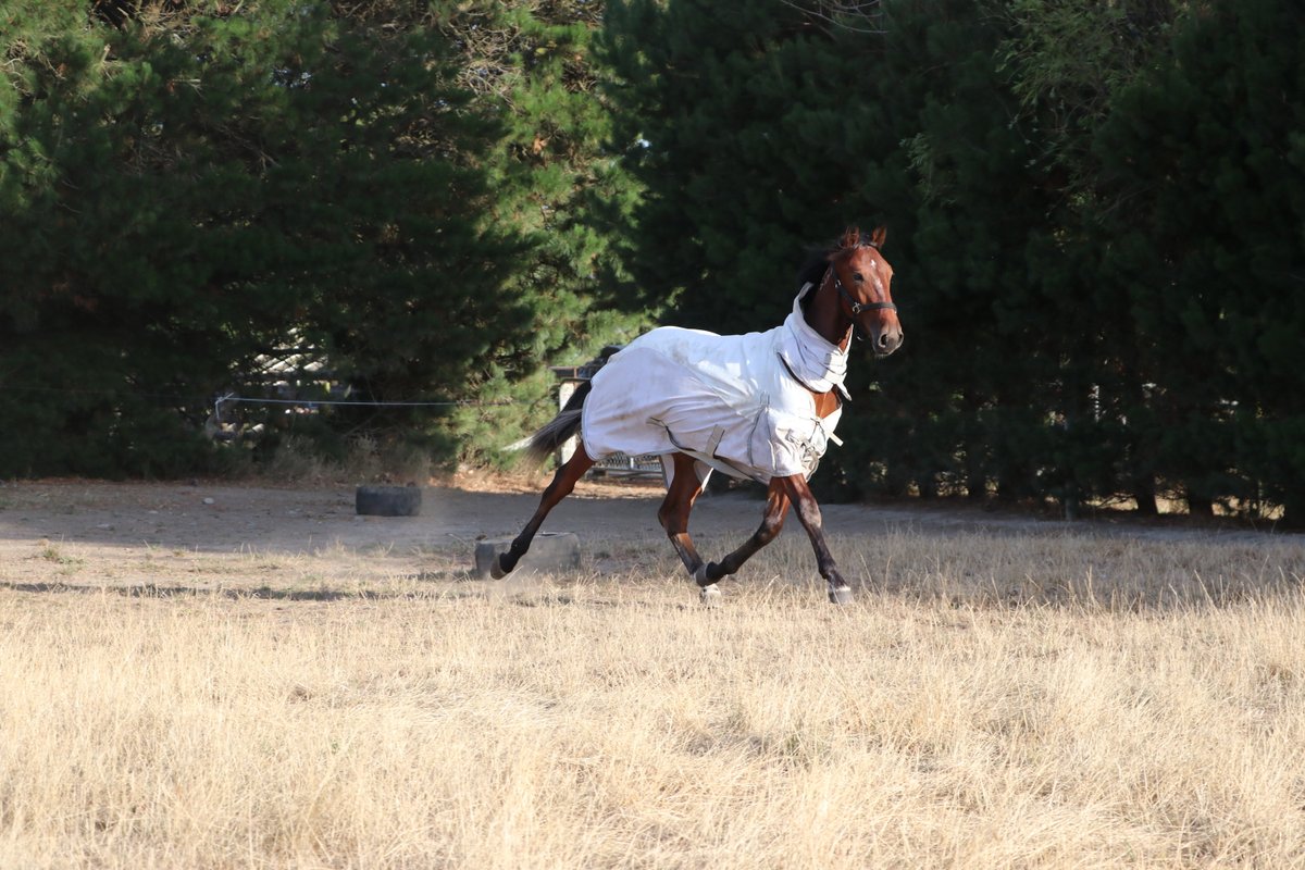 MidfrewFarm's tweet photo. Midfrew Laguna Bay, the first foal out of Grp1 Winner Luisanabelle, stretching his legs after getting home from 
@nzbstandardbred Parade Day. 

He'll be back on the float in the morning &amp; available for viewing again from 8am. 

Check out his pedigree here https://t.co/ewkNQILIVA https://t.co/lbBiA2ItnH