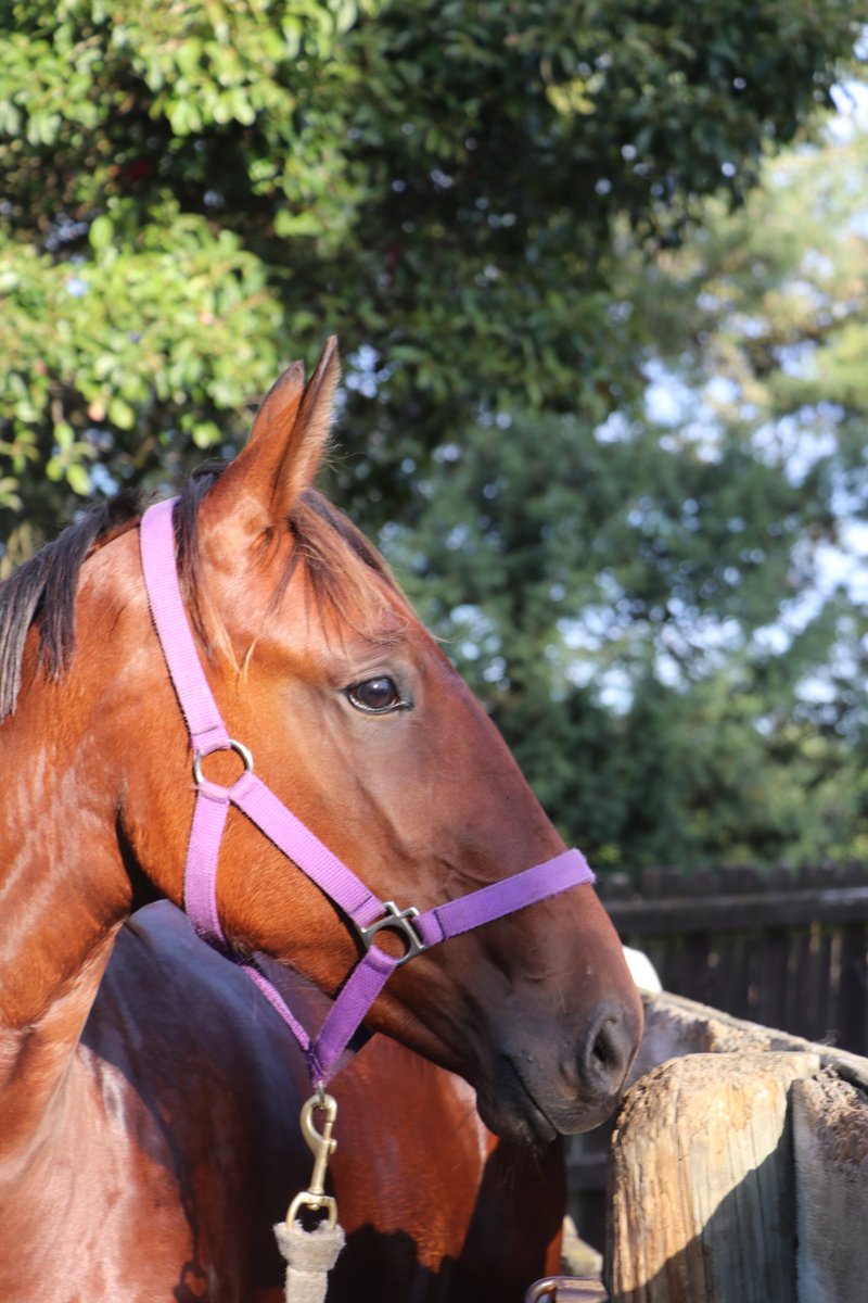 MidfrewFarm's tweet photo. Woohoo i'm home!! Loloata Midfrew, half sister to a Grp 1 winner, is pleased to kick up her heels after a day in the box at the sales complex for @nzbstandardbred Parade Day 

The daughter of @Alabarfarms Sunshine Beach drew lots of admirers. 

View her >> https://t.co/fllxu5n7LV https://t.co/m94TPJsFnK