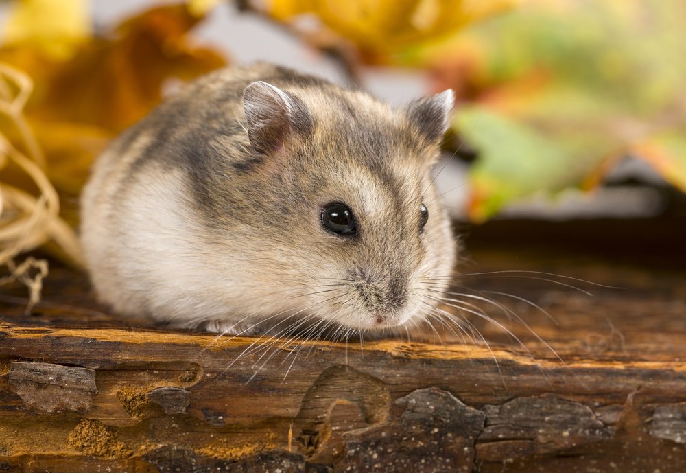 JaviYMar's tweet photo. #LaNoticiaDeJimeno "Detenido un hombre por llevar sus propios hamsters a los hoteles en los que se alojaba para denunciarlo y que le saliese gratis la estancia." #HayQueSerRata #RataHumana #MasterOfUsura #Ratonovich https://t.co/W8MQTTu2k5