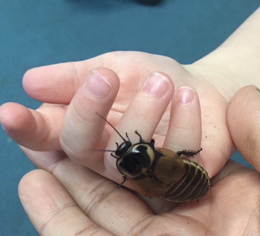 AnimalsinHands's tweet photo. Hands-on workshops. 
#animalparties #animalman #mothezookeeper 
#primaryeducation #minizoo  #animalmanbirmingham #animalfacts #animaltopic #apnazoo 
#kindnessmatters #exoticrescue #AnimalsinHands #earlyyears #thinkpriortocommitment #halftermbreak https://t.co/4qMhpIMflY https://t.co/spJprIpYCJ