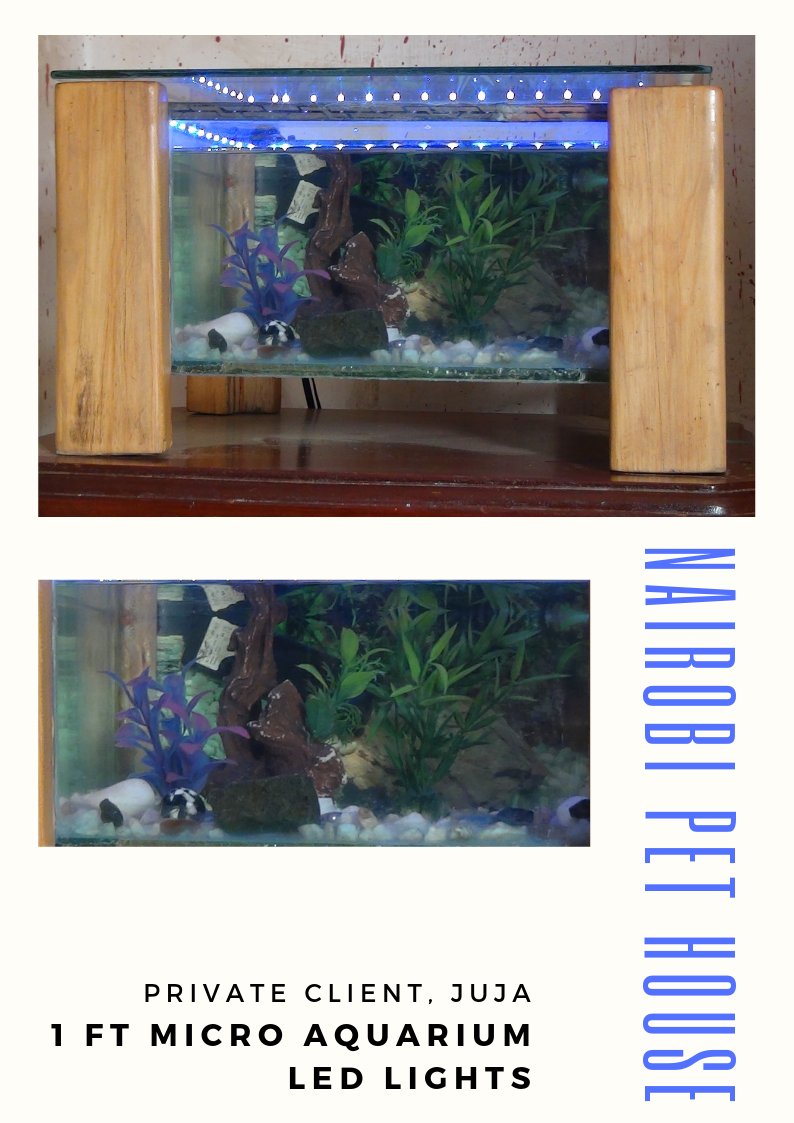 Nairobipethouse's tweet photo. What we can do for you!

#inspired?

+254788346595

#aquarium #prettyfish #inspiredtobuy #getyourowntank #freshwaterfish https://t.co/7AKIY5a43e