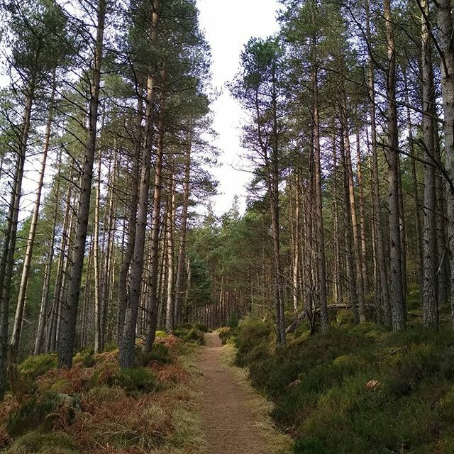 emmaspostcards's tweet photo. I feel like I post nothing but running photos at the moment, but it also feels like an accurate picture of my life right now 😂
.
#run1000miles2020 #bennachie #gordonwaytrail #trailrunningviews https://t.co/ybNB9kM4pR https://t.co/YZvKEMfrkC