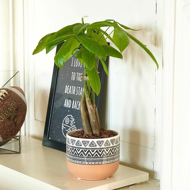 Orta Amerika esintili saksısıyla para ağacı #Camino ve daha fazlası web sitemizde! #BloomAndFresh 💐 ift.tt/2SBe7hT