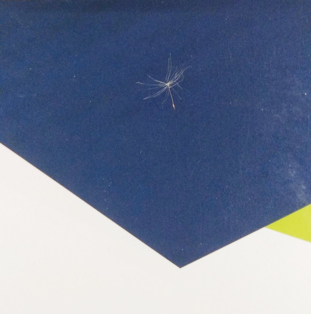 baizalla's tweet photo. A nomadic Pappus flower landed in my desk today. No idea how long it had travelled to reach my desk in the middle of city. These flowers of Asteraceae family fly hundreds of miles to find their suitable habitat for germination. #Pappus #seeddispersal #flyingflower #nature https://t.co/DoYeHcVCjw