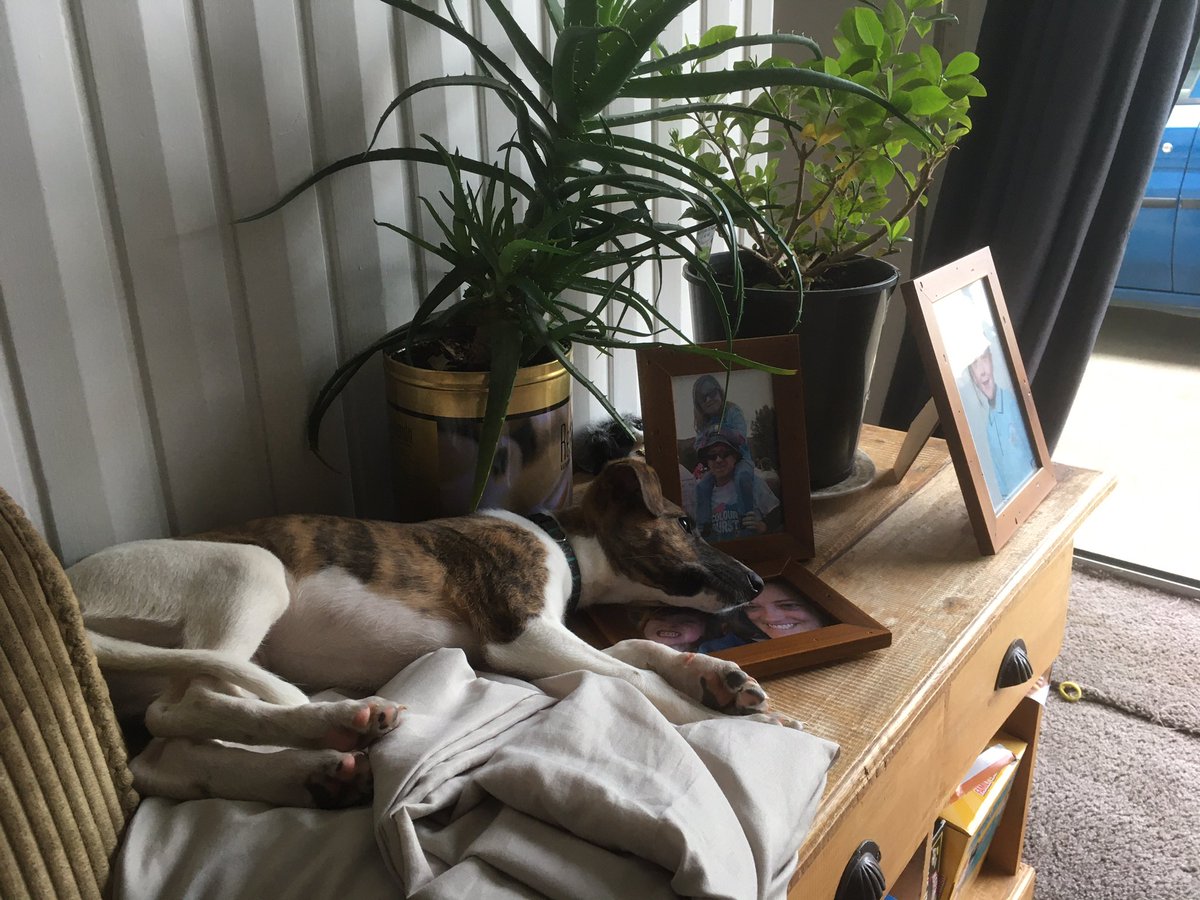 WinnieWhippet's tweet photo. The family said I’m not allowed on the beds or sofas but they never said I wasn’t allowed on the sideboard!! Haha suckers https://t.co/i6RLKK9Sdi