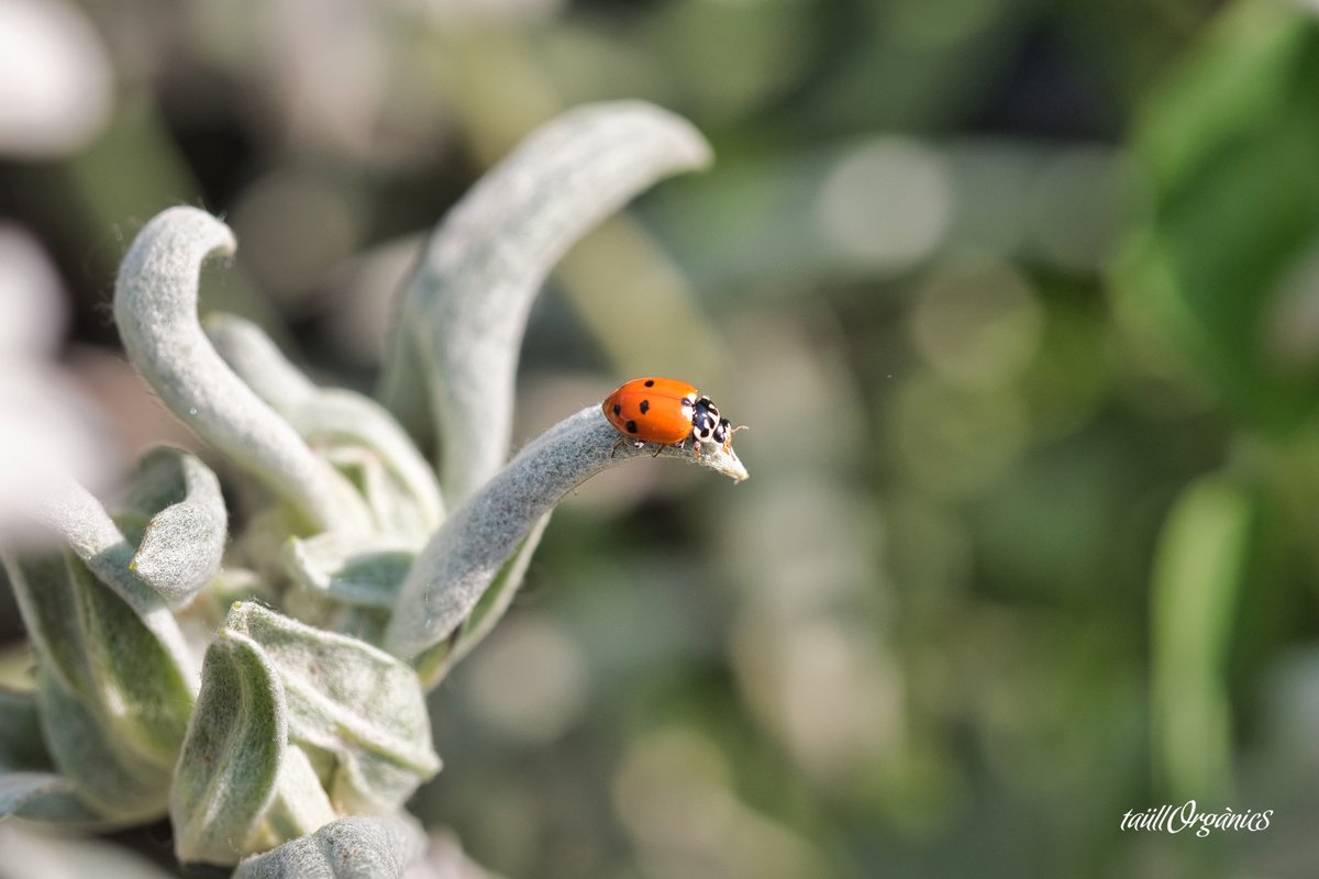 taullorganics's tweet photo. 🐞 Los #cultivos #ecológicos son esencia de #TaüllOrgànics. Nos preocupamos de la #calidad y la procedencia #natural de nuestros productos, y de que sus ingredientes se cultiven con #respeto por el #entorno

🖱 https://t.co/oRNLGLfSBG

#NaturalezaPura #CienciaAvanzada #Edelweiss https://t.co/pHPhnTHY9P