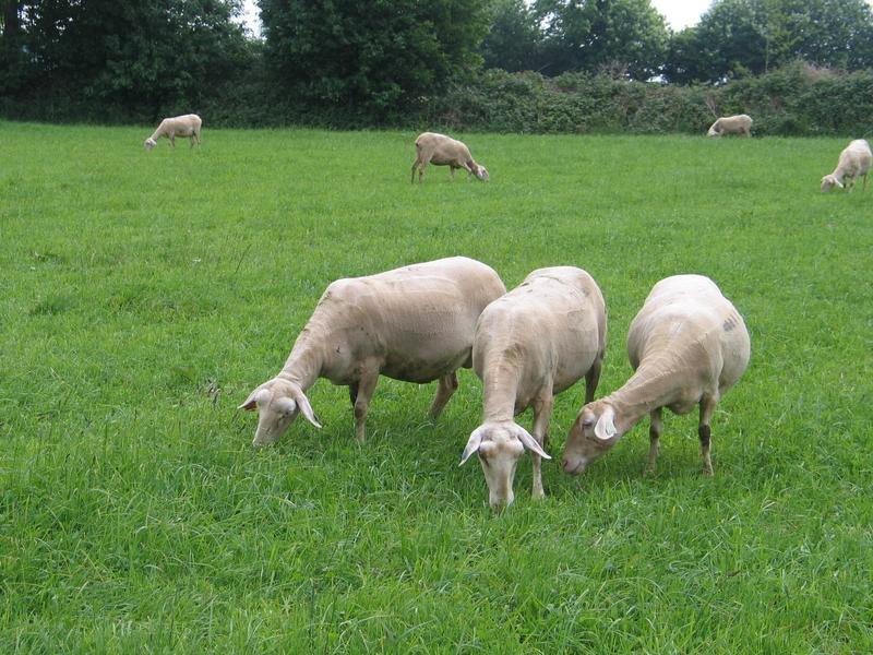 reussir's tweet photo. Une dynamique autour de l’herbe avec le pâturage Herby https://t.co/MVlMKpcrfb https://t.co/iQjK9l2A98