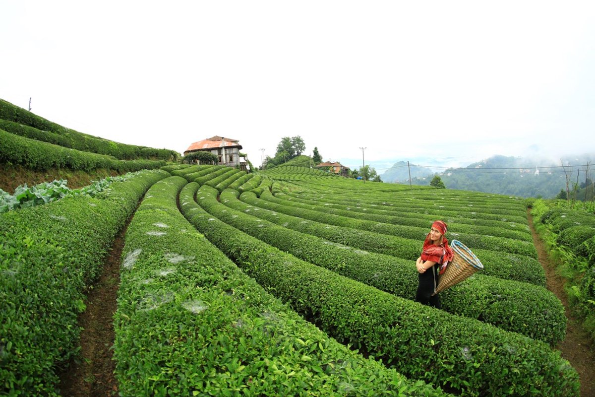 Karadeniz'in güzelliği 💚
