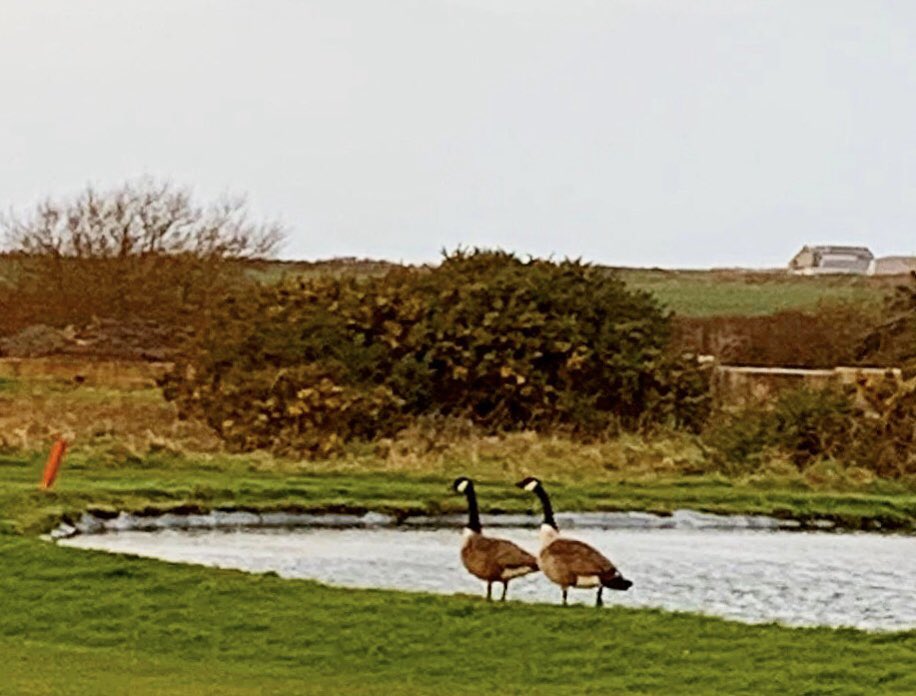 Geese on the first #Merlin #geese #Golf #cornwallgolf #kernowstyle @CwallWildlife