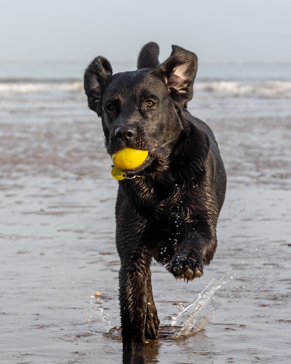 Running 💯#WindInMyFur #retrieving #TuesdayThoughts #dogsonbeach #wirrallife #ukcoast #beach #petlife
