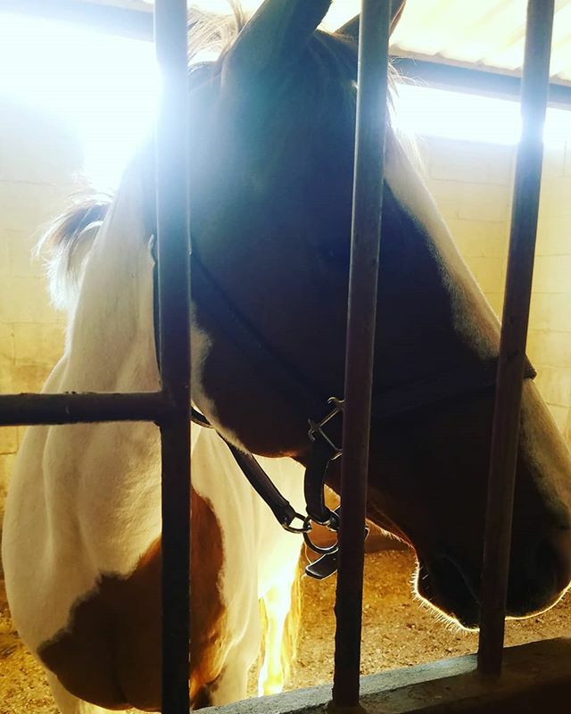 Dazeyy's tweet photo. Every day I spend with the horses is a day I know I have bettered myself https://t.co/q7MJGzG8Ta https://t.co/qHzE3lDuS2