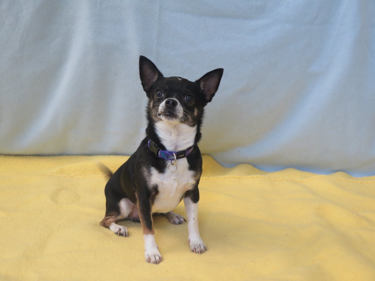 MGAnimalRescue's tweet photo. I'm Deano, a very sweet 6 year old male short coated Chihuahua. I can be a little shy but once I know you  you'll see I'm playful and affectionate. I'd prefer to be the only pet but could live with dog savvy teenagers.
Contact lincolnfarm@mgar.org.uk 

#MargaretGreenAnimalRescue https://t.co/Crzk0BP9yo