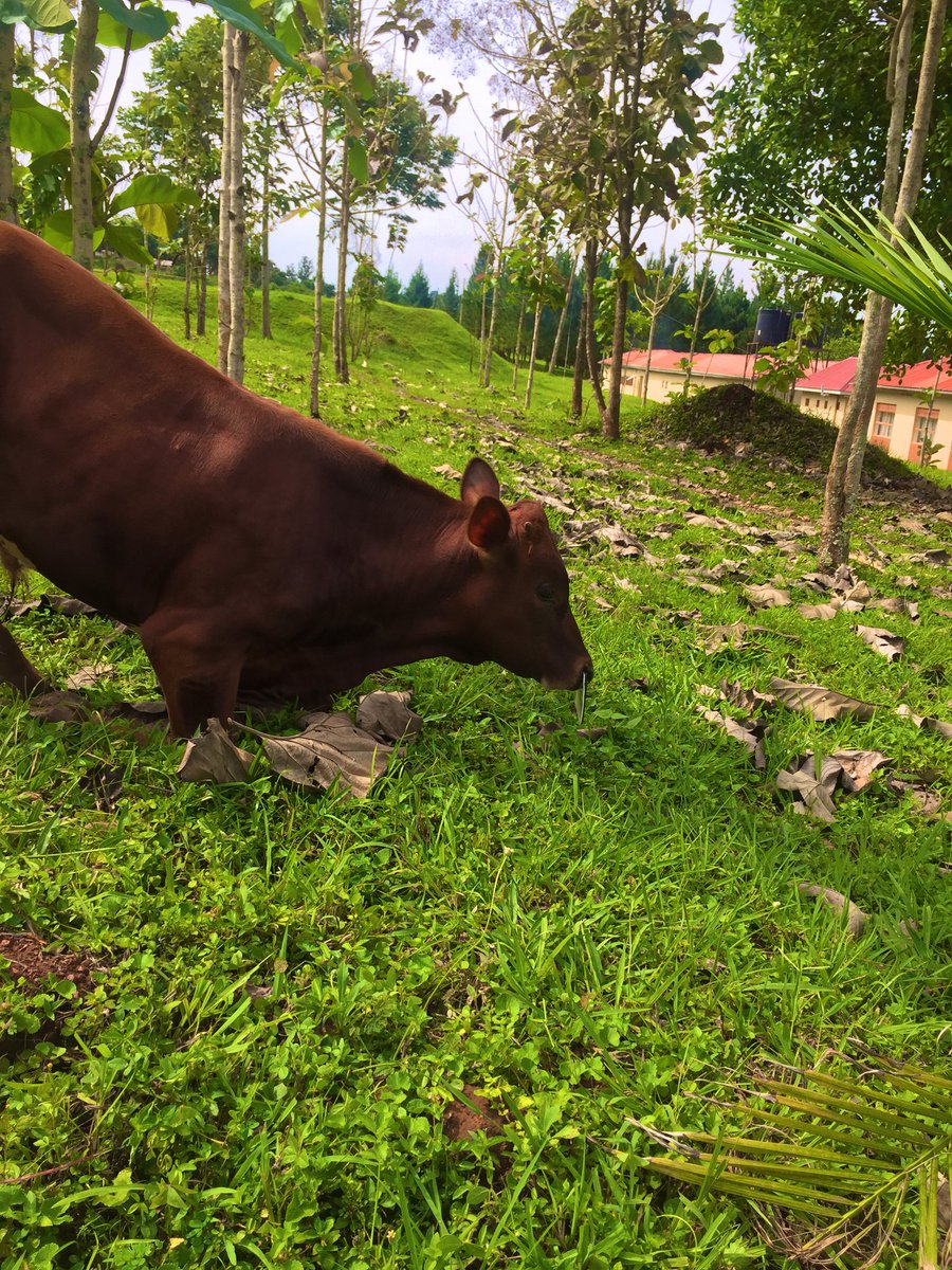 RUPFAUganda's tweet photo. This caught our attention, this cow moves with a heavy ring in its nose!
Yet to establish why it is so!
#VeganFestival2020
#StopViolation of Animal rights https://t.co/WCY2FVYaWb