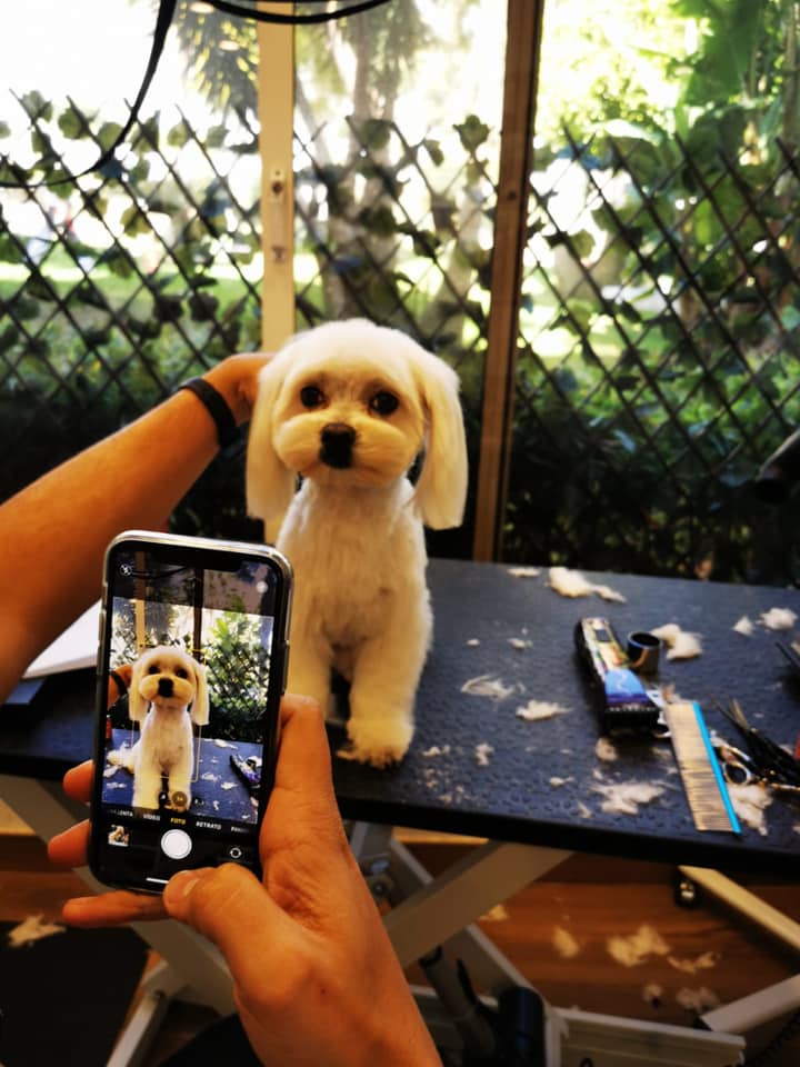 TailsMarbella's tweet photo. The Happy Tails team specialise in breed cuts so your dog is the most styish in town!❤️😍Contact us to find out what shape and style suits your fur baby! 

#cutedogs #petgrooming #petstyle #amorperruno https://t.co/NjkG3gpSPD