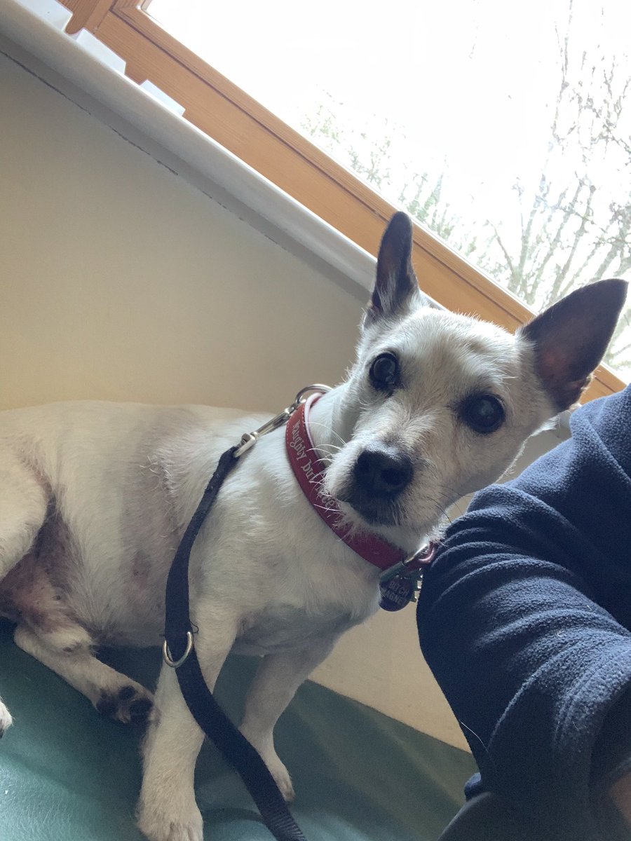 mags_f94's tweet photo. Brave boy getting his stitches out today ๐ค lets hope this is his last visit to the vets for a loooooong while. #braveboy #oscarthejackrussell #vetvisit #stitchesout https://t.co/KUgoYfU61A