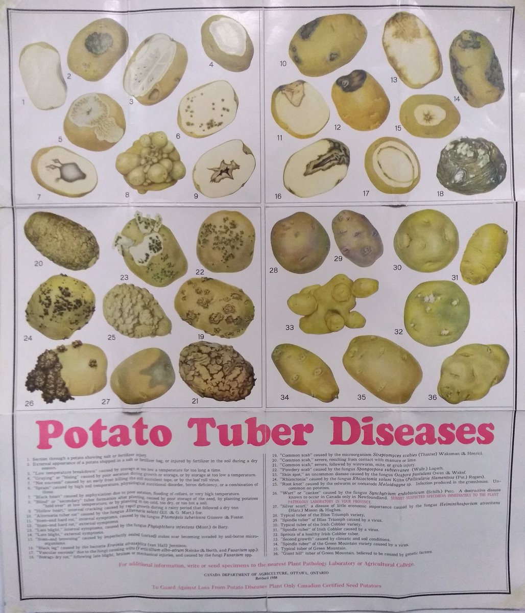 Glorious poster from the Canada Board of Agriculture, 1958, that adorns our Pathology office wall and reminds us of the battles we still face.