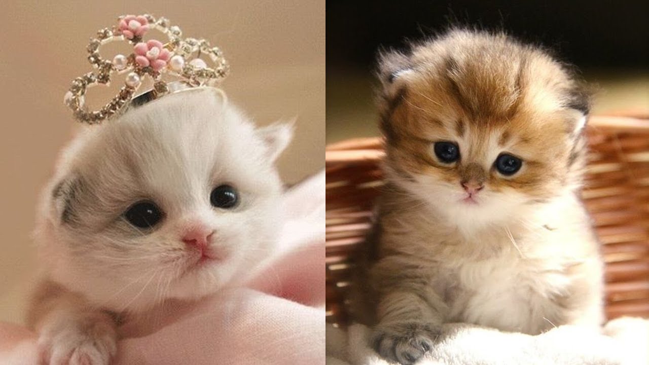 Meow Moe on Twitter: