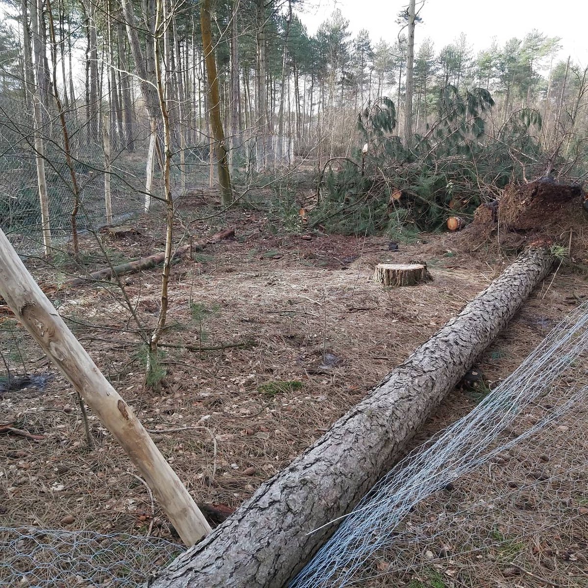 luc_vanassche's tweet photo. Storm #Dennis ging het kleine broertje van #Ciara zijn, maar beet in de Noorderkempen toch fel van zich af. In #Eksterheide en #Gemeenteheide in #Beerse veel omgewaaide bomen, die de komende dagen professioneel geruimd zullen worden. Op naar de volgende storm... https://t.co/AqpznWQnnI