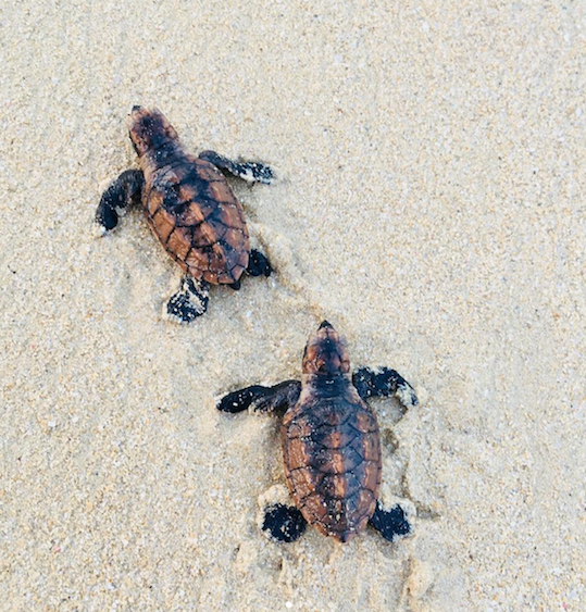 Essential Detail tweet media