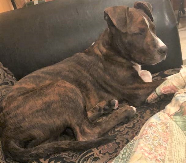 #Lost! #Chicago #IL #AuburnPark (W. 73rd & S. Stewart, by Hamilton Park) Kartier - Male Pit Bull/Lab Mix. Brown/Black/White. Call 312-966-2735. Scared/confused. Please do not call or chase Kartier; may cause Kartier to bolt or run in fear. #CookCounty. 6… ift.tt/2V8mX8e