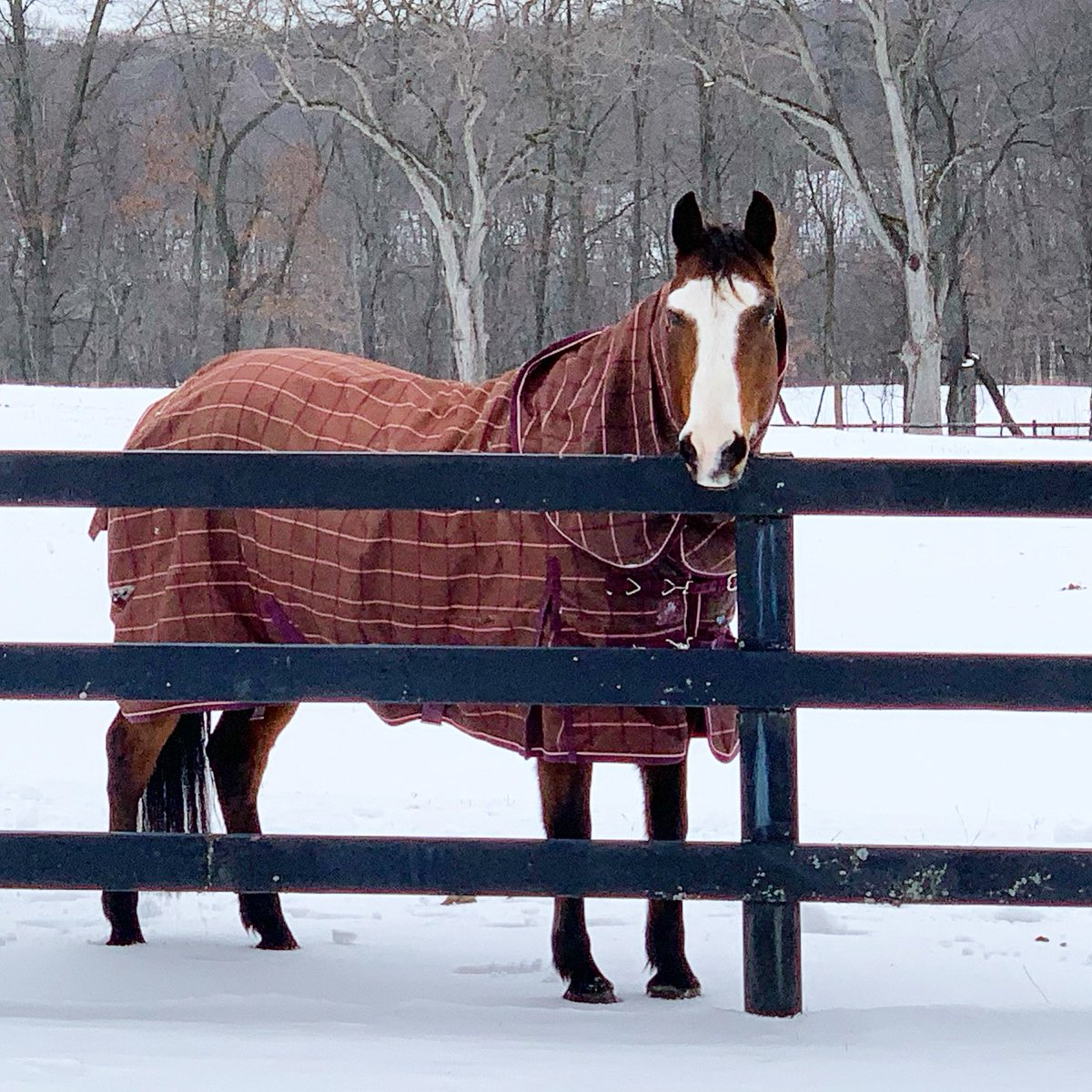 CheffCenter's tweet image. Cheff is CLOSED Tuesday, February 18th due to weather and road conditions. #snowday