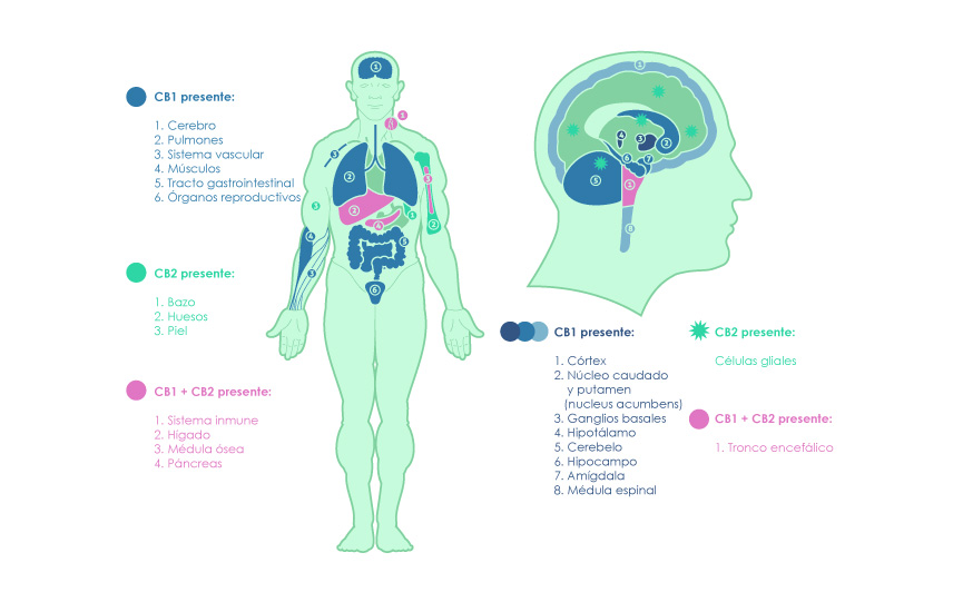 MedicanMap's tweet photo. El, #FECO o #aceite de #extracción completa de #cannabis se refiere al aceite esencial concentrado extraído de las plantas de cannabis. Esto por sí solo no lo distingue de otros tipos de aceites de cannabis, pero lo que lo hace diferente es cómo se hace. https://t.co/SKcJkM3Gu3 https://t.co/62lyTkGNZu