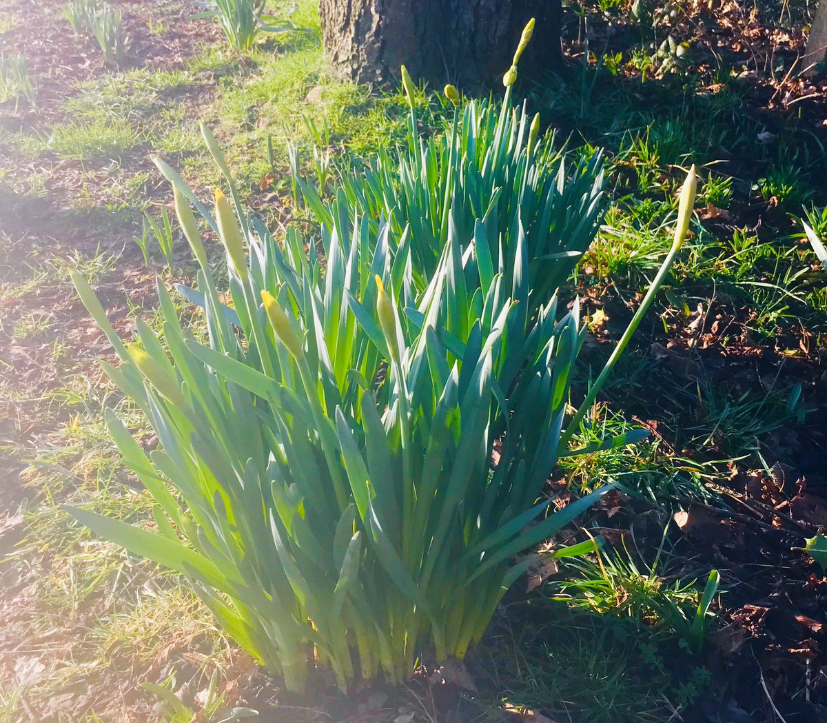 Refreshing early morning team weekly #wellbeing walk ! Spring is here 🌷<a href="/Nursey_Nic/">Nic</a> @GlenneBarba <a href="/VickyCSPFT/">Vicky Clarke</a> <a href="/TinaDearden/">Tina Dearden</a> <a href="/samanthallen/">Sam Allen 💙</a> <a href="/MidSussexATS/">Mid Sussex ATS</a> #gratitude #kindness #compassion