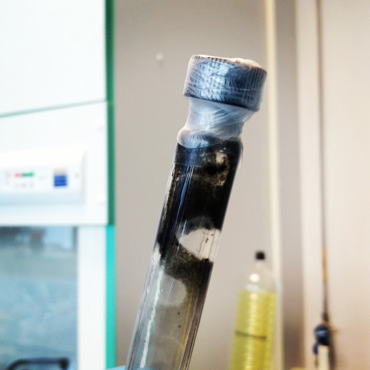 Leo viridis tweet media