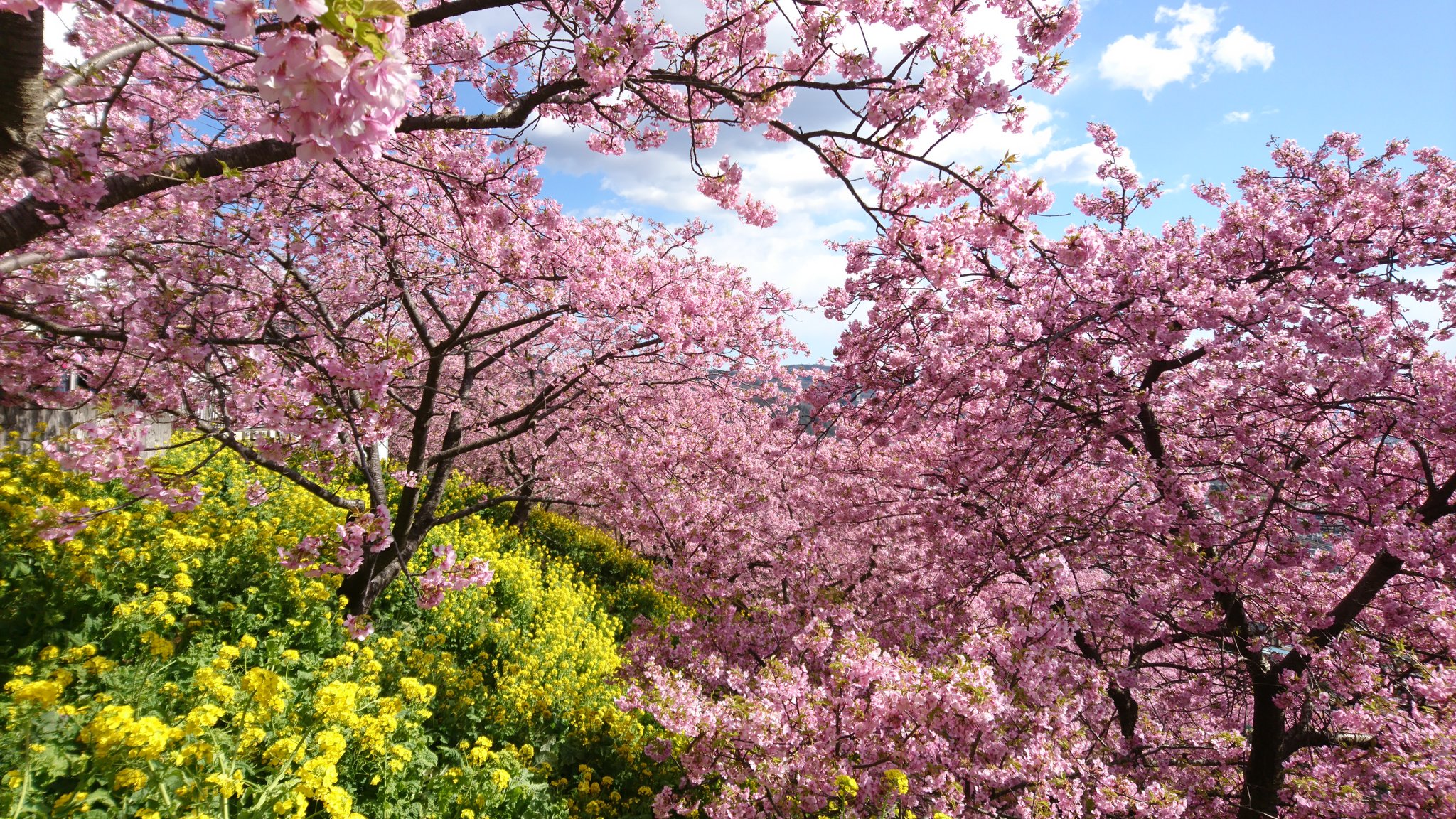 くろねこカイト まつだ桜 まつり 神奈川県足柄上郡松田町 はなまっぷ 河津桜 寒桜 桜 Cherryblossoms Cherrytrees 風景 風景写真 Scenery Landscape 神奈川 足柄上郡 松田町 まつだ桜まつり 西平畑公園 松田山ハーブガーデン 桜