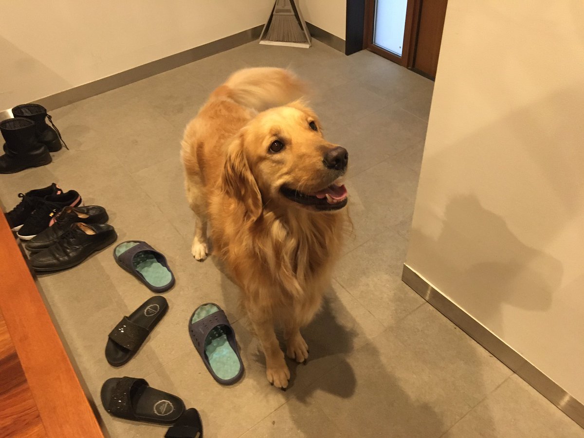 ট ইট র こはる ゴールデンレトリバー ところで犬の影が完全にムーミン