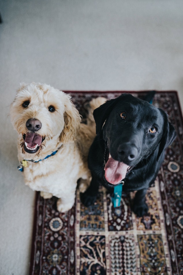 OrchardTeaRoom's tweet photo. Happy #tongueoutTuesday
you did know we're a #dogfriendly #tearoom didn't you
#dogsofTwitter https://t.co/rlFwn2Kvfa