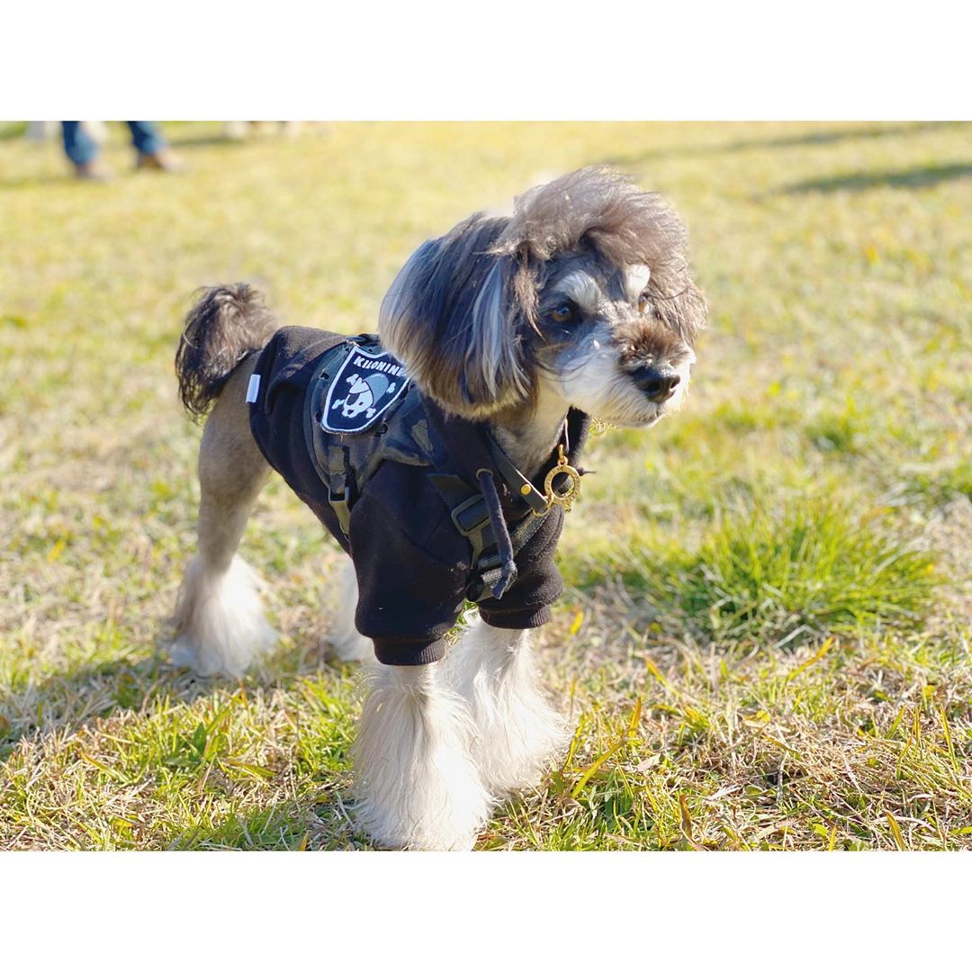 kiloninerpets's tweet photo. I like to go to the park for walking๐ Please join me, where is Kiloniner's member๐๐
.
#mlitary#singaporedogs#sgdoglove#doggieupdates#woofnation #dogsofinstasg #dog #dogsofinstagram #dog_features #singaporespecials https://t.co/y2xA8SJd3O
