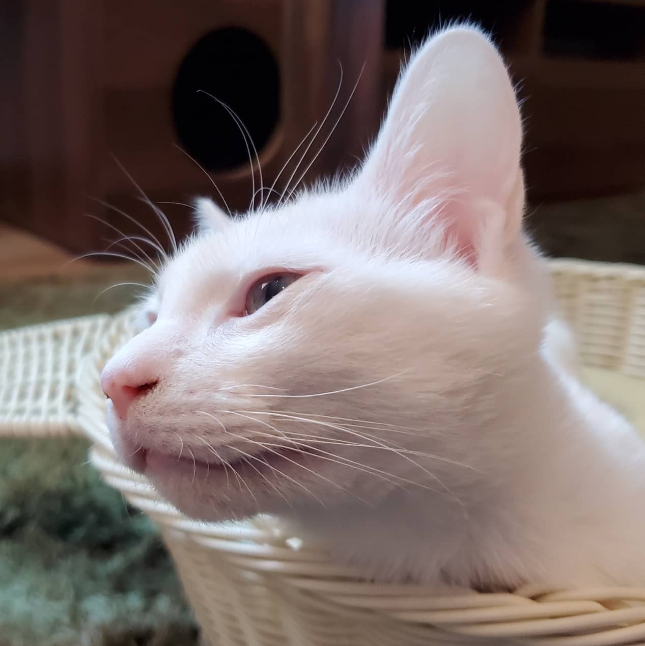 保護猫カフェふにゃり 本日は浜松にある猫カフェ 暖猫 さんにお邪魔して来ました 入るとすぐにクンクンと臭いチェック みんなフレンドリーで可愛い子達ばかりでした お互い良い関係を築いて行けたら嬉しいです T Co Emfqlbo0br 保護猫