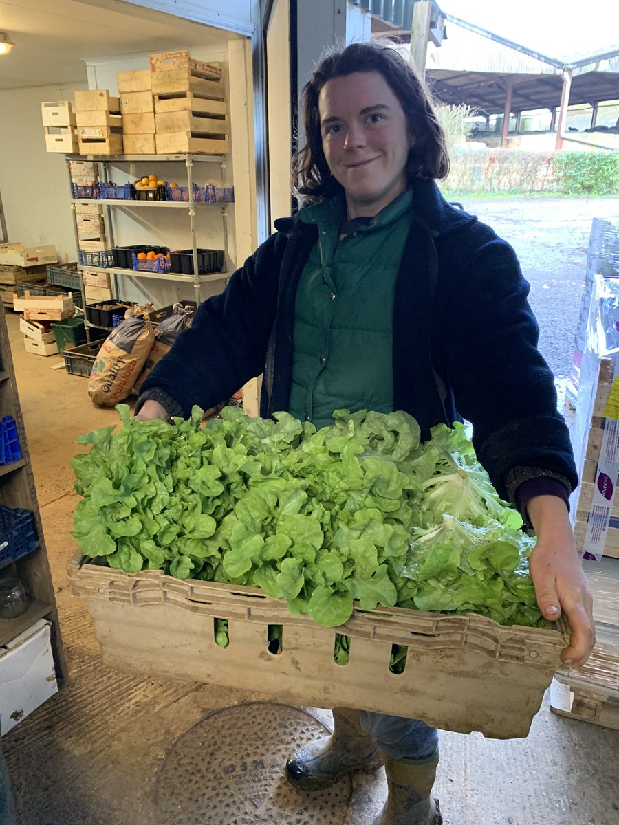 FarmShopOrganic's tweet image. #TuesdayMorning delivery of beautiful #organic Green Oak Lettuce from our gardens #fresh #local #foodmetres