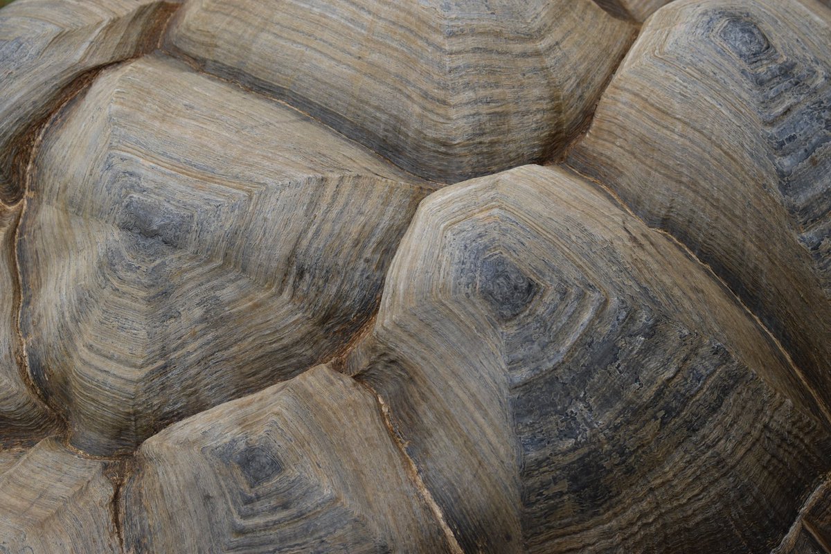 ephotography_X's tweet photo. Interesting giant tortoise shell pattern photograph!
#Tortoise #Pattern #Mathpattern #Mathematics #geometric #photo #photo #photoshoot #photooftheday #shell https://t.co/Xh363Vph1E