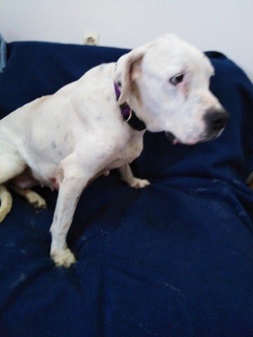 Adopt Don’t Shop tweet media