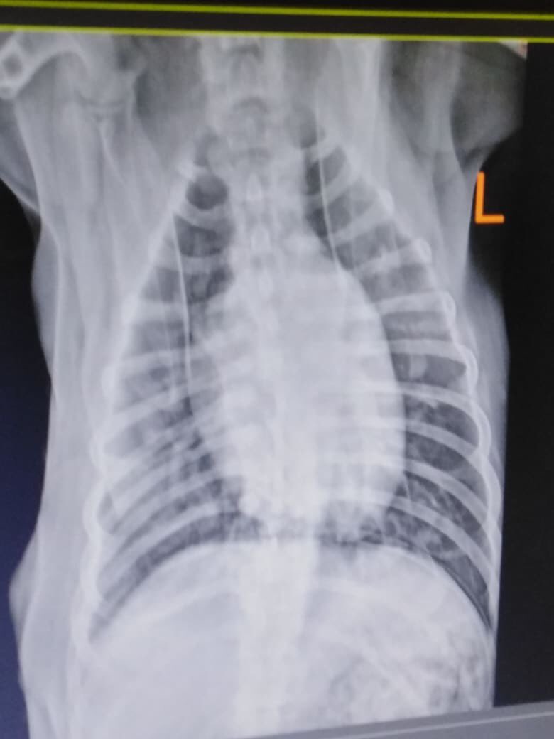 Adopt Don’t Shop tweet media