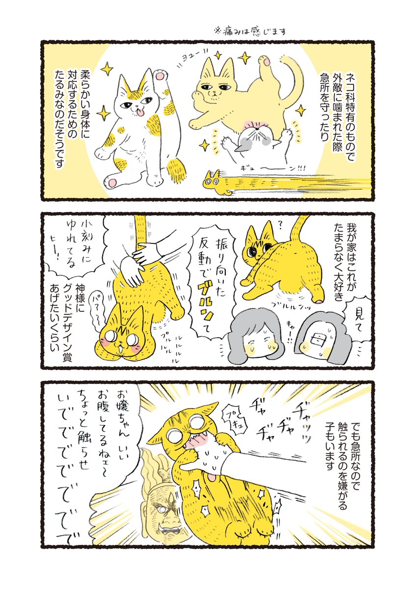 ねこのおなか(ルーズスキン)が大好きというお話 