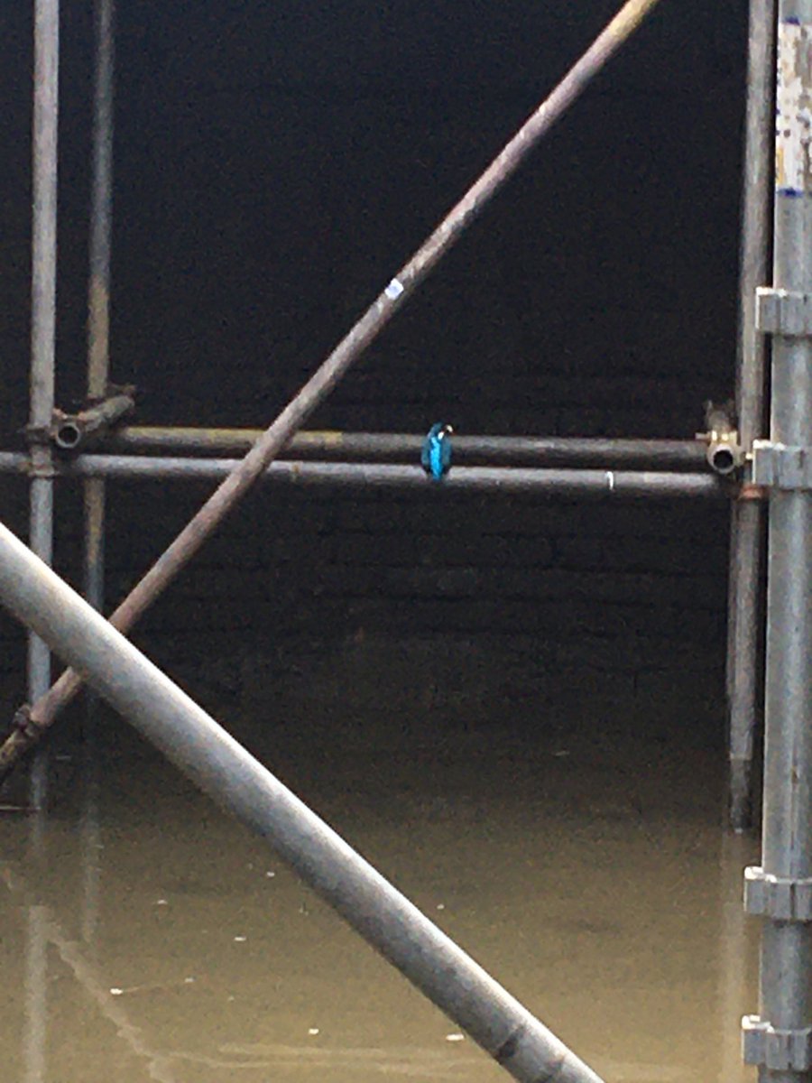 I love my job. Dewatering a lock at Foxton today and had some help from the kingfisher.