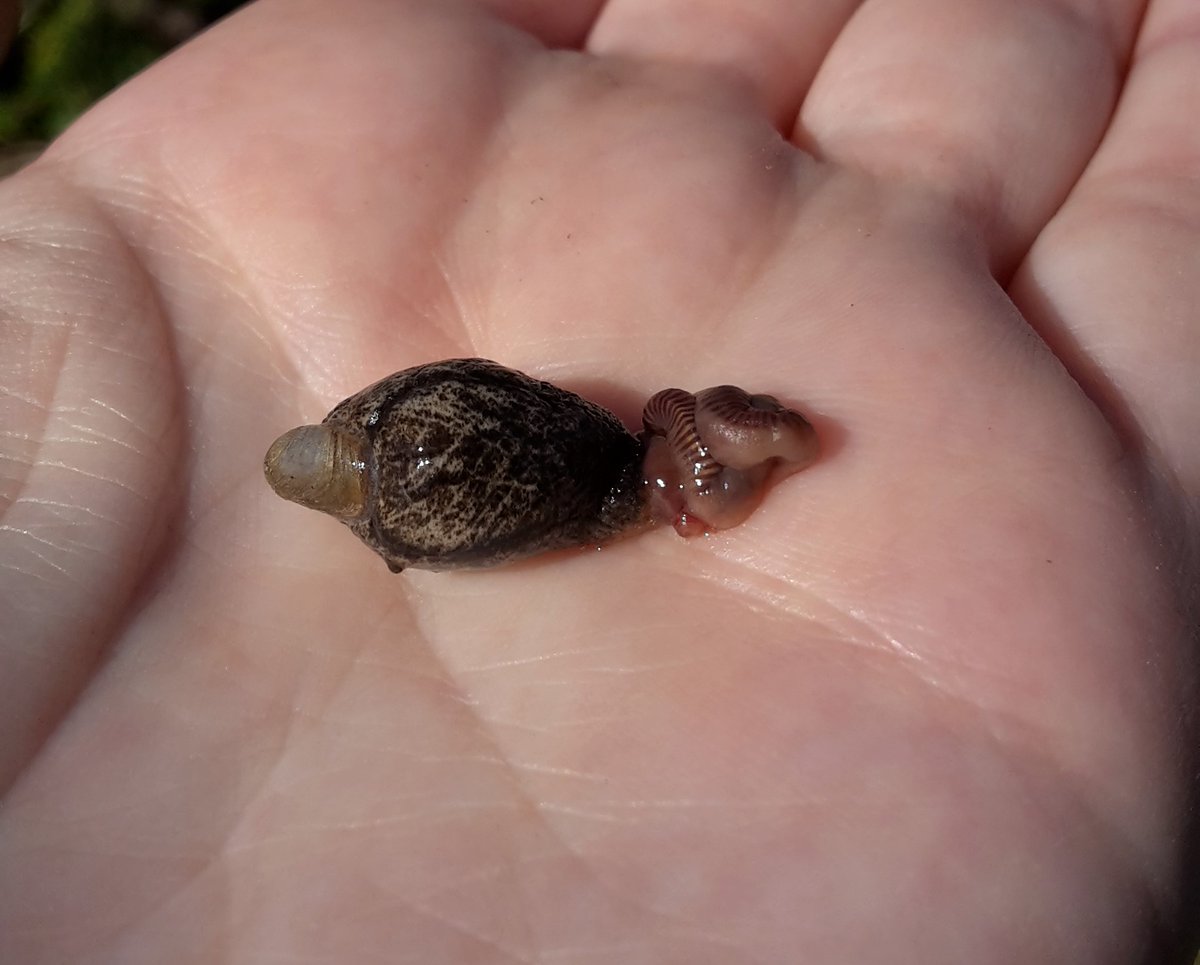 UKslugsurvey's tweet photo. Slugs are the ultimate vegetarians⦠or are they?! Several species of #slug are predatory, with at least 5 species in Britain feeding only on earthworms. Help us find out more about slugs in Britain https://t.co/Upwn9LdfUt #VeggieMonth #slugscount Sign up closes 9am tomorrow! https://t.co/i3hB7G8hlk