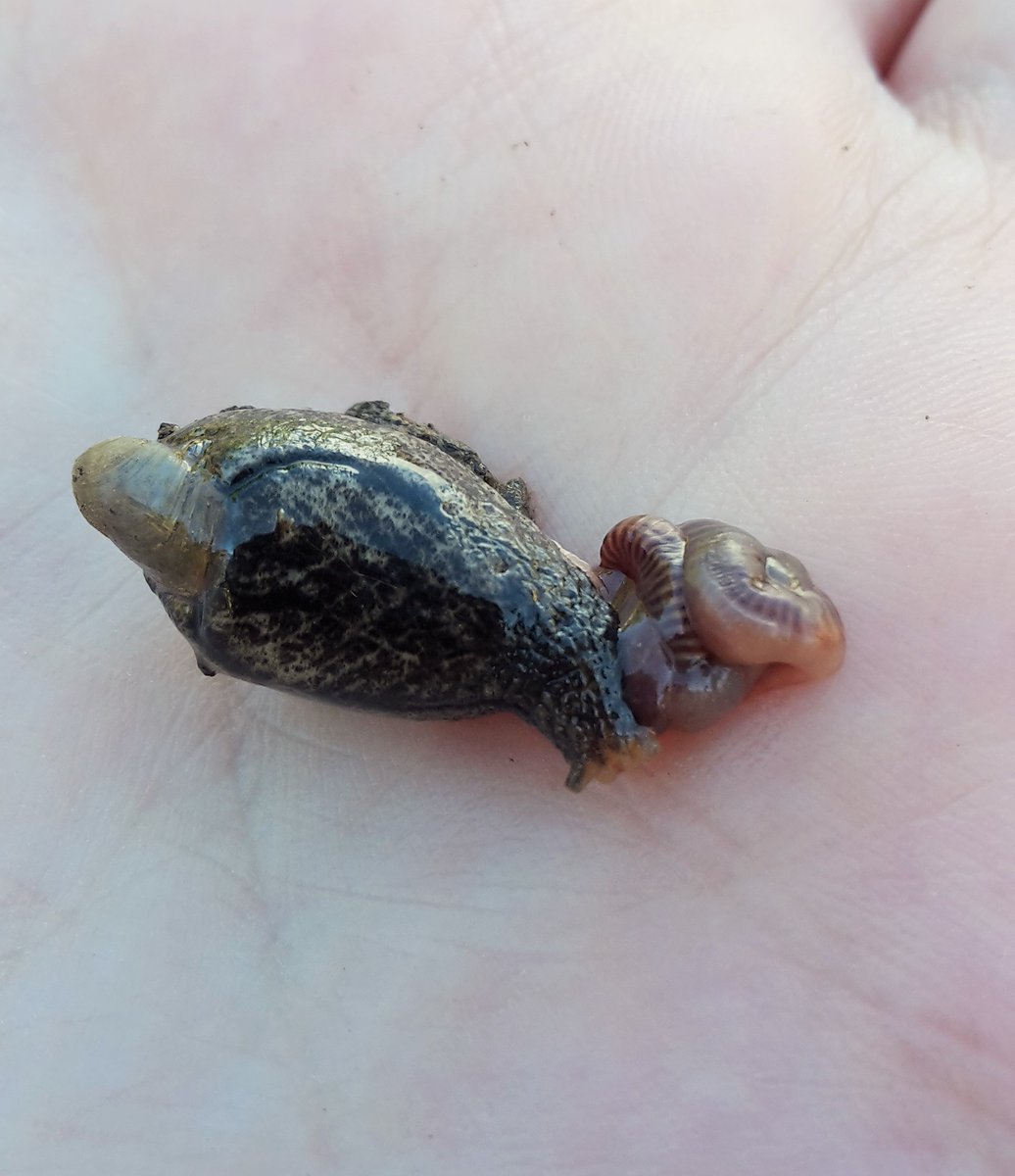 UKslugsurvey's tweet photo. Slugs are the ultimate vegetarians⦠or are they?! Several species of #slug are predatory, with at least 5 species in Britain feeding only on earthworms. Help us find out more about slugs in Britain https://t.co/Upwn9LdfUt #VeggieMonth #slugscount Sign up closes 9am tomorrow! https://t.co/i3hB7G8hlk