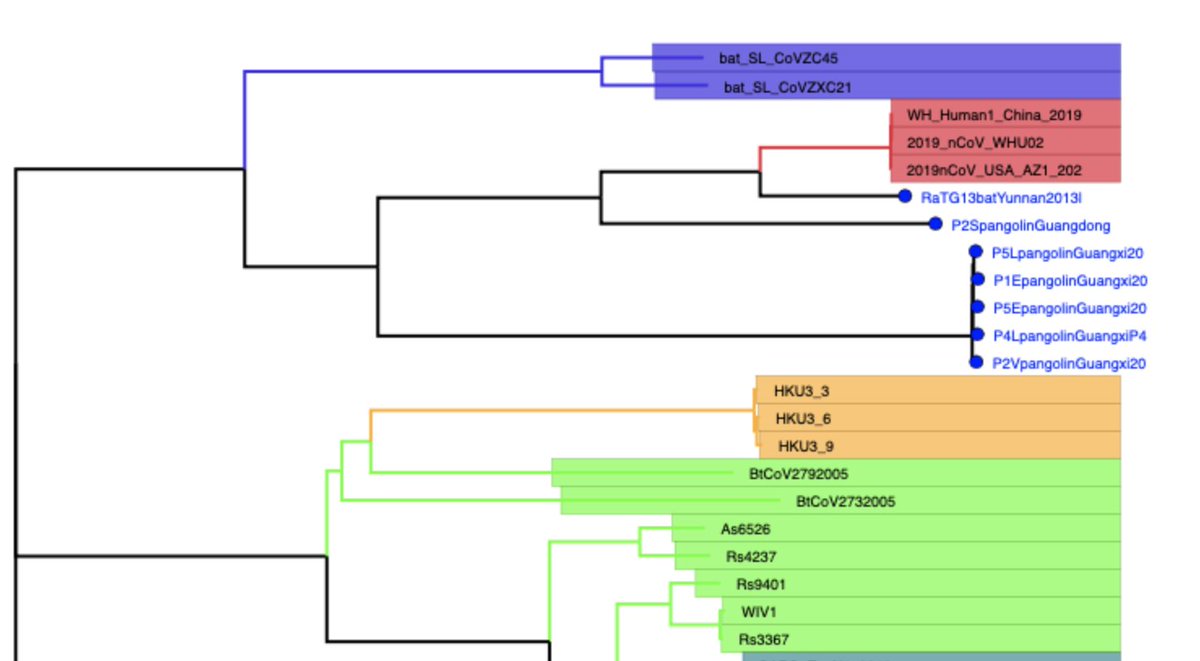 Tuliodna's tweet photo. Interested in analysing #Pangolin #SARSCoV2 #COVID19 data ? Easy with Genome Detective. Just download data #GISAD, submit seqs, wait analysis & click on the tree! Please acknowledge data generators Beijing Inst Micro&Epic. Tree of 6 pangolin and Bat RaTG https://t.co/5d4WVkjXLo https://t.co/T2iWEgs33U