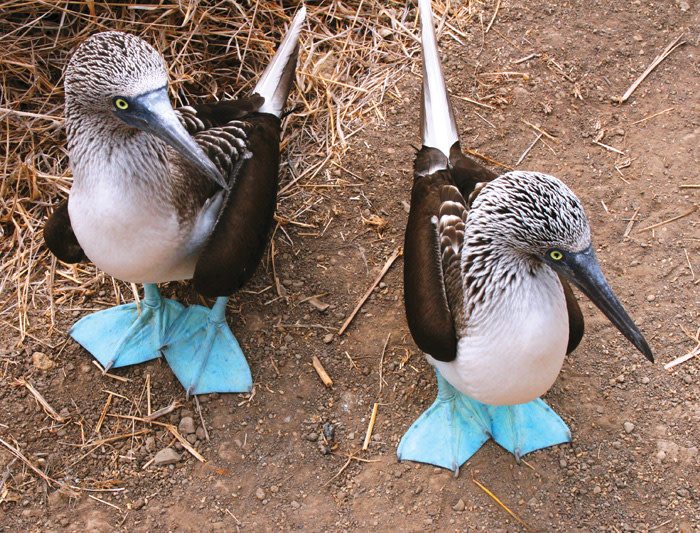 Snorkel with sea lions, get up close to giant tortoises, scale a volcanic crater and discover the incredible evolutionary history of the Galapagos Islands, all under the guidance of an expert naturalist guide. 

imaginative-traveller.com/trips/galapago…

#imtrav #BeImaginative