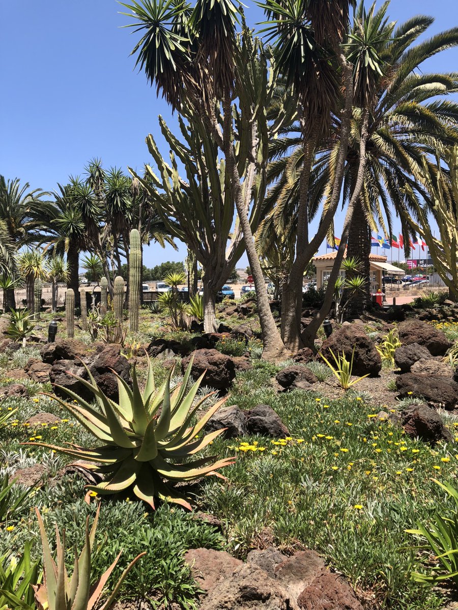 Palm_Oasis's tweet photo. ¿Estás pensando en pasar unos días en #PalmOasis? ¡Reserva desde la web y descubre las ventajas! https://t.co/g6z5Dmp0uU #viajar #GranCanaria https://t.co/uG9g8FqbVc