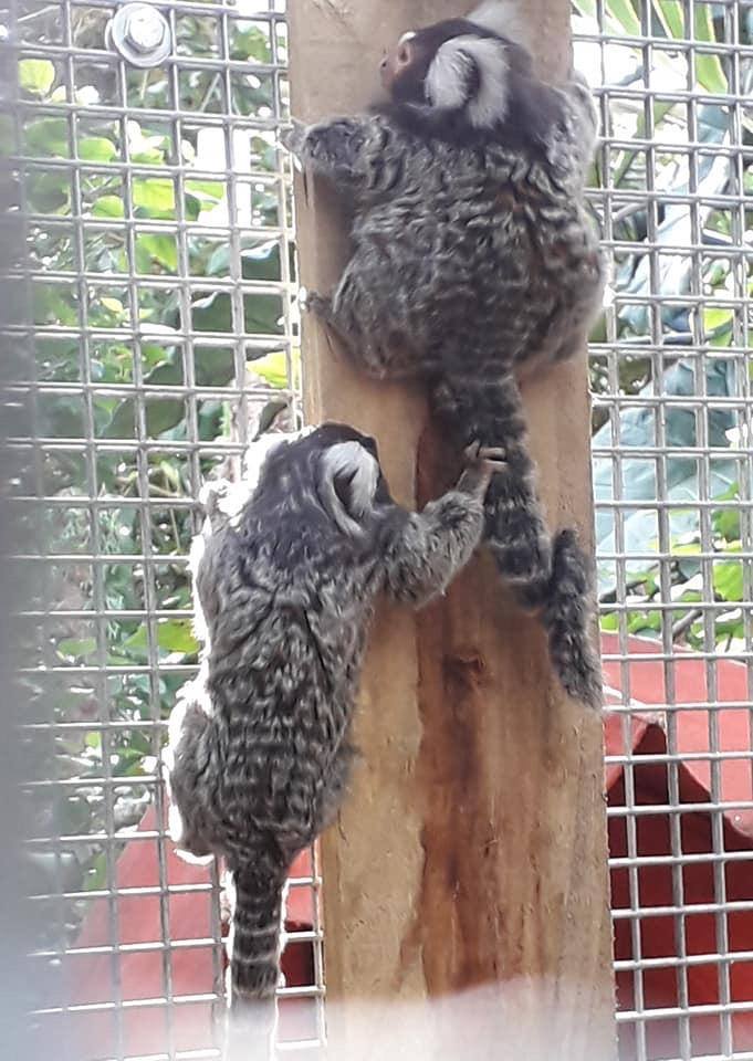 ParcTaweRetail's tweet photo. Looking for ways to keep the kids entertained this #HalfTerm? Take a trip to #Plantasia to see their wild and wonderful plants and animals 🌺

#ParcTawe #ParcTaweRetailPark #Swansea #Wales #Shopping #Animals #Plants #Wild #Wildlife #FamilyFun #Fun https://t.co/KJPqdJkpCj